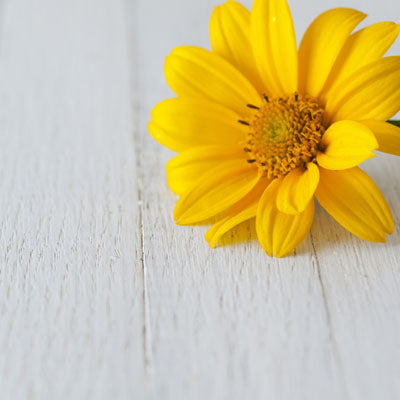 Yellow Daisy 4- Pack Shampoo Bars